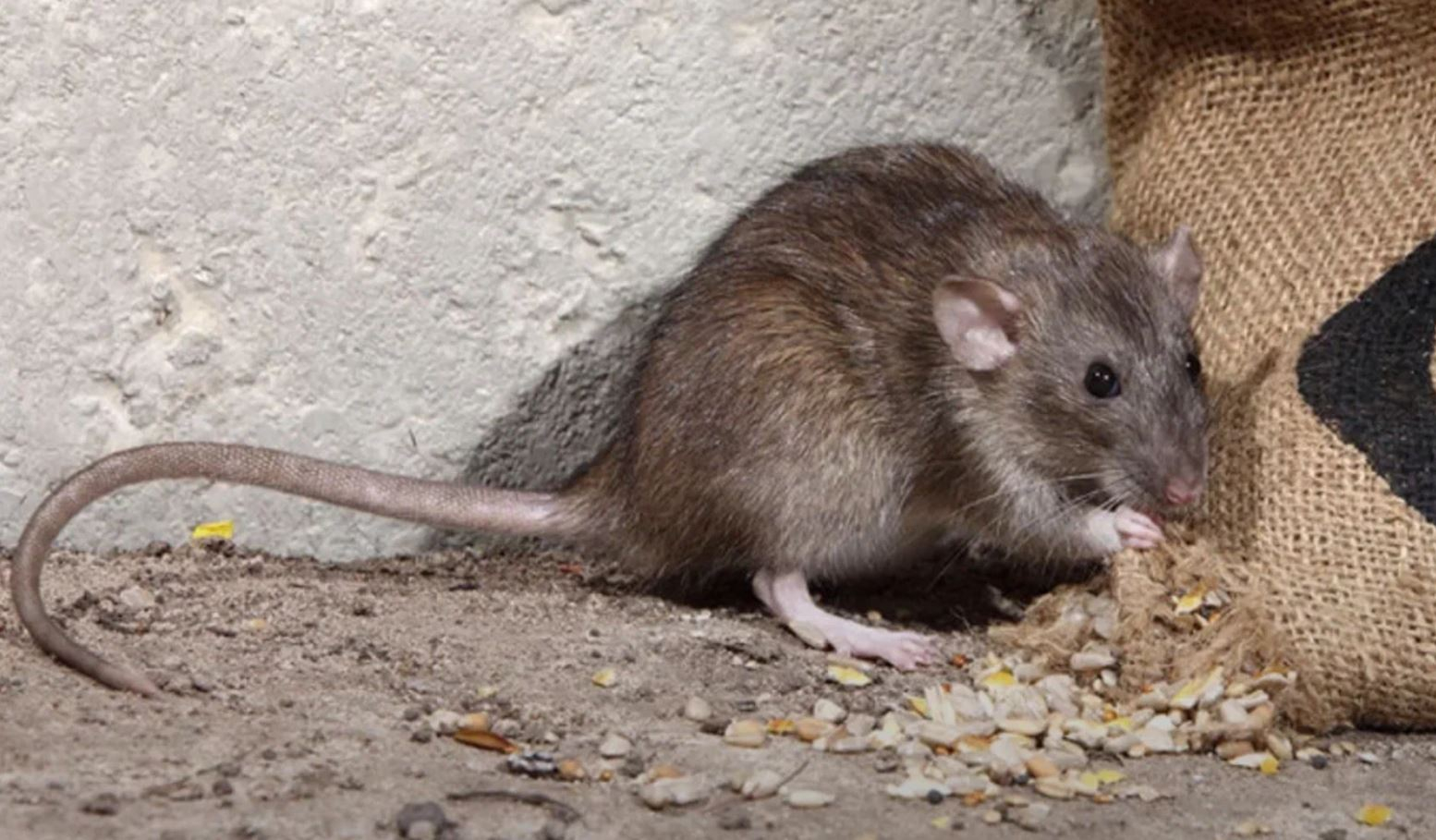 фото: Профессиональная дератизация в Малаховке: <br/>+7-909-173-42-96