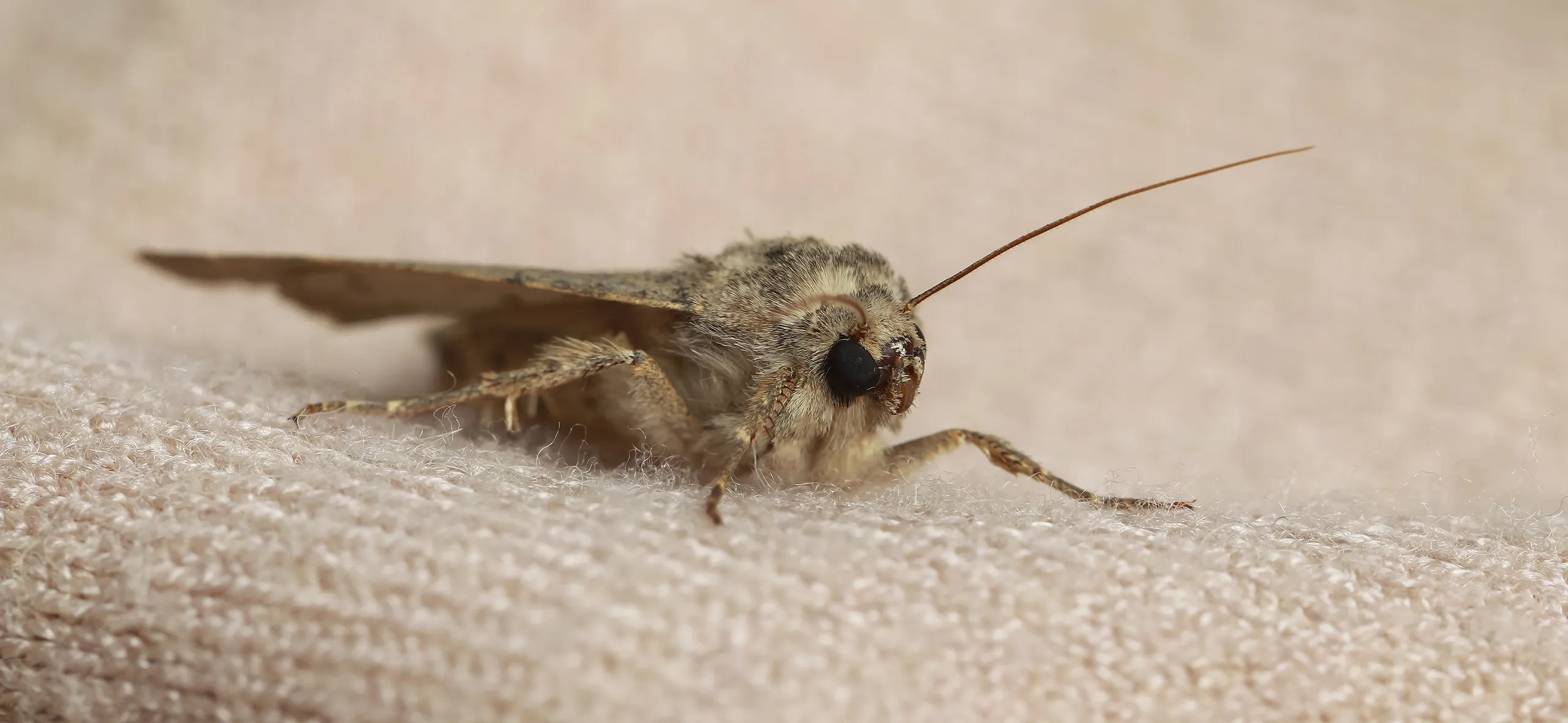 фото: Профессиональная обработка от моли в Малаховке: <br/>+7-909-173-42-96